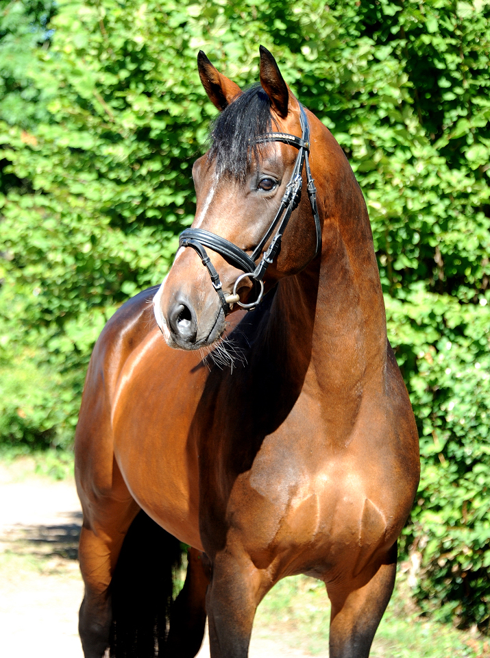 High Quality von Saint Cyr x Summertime  - Trakehner Gestt Hmelschenburg - 
Foto: Beate Langels