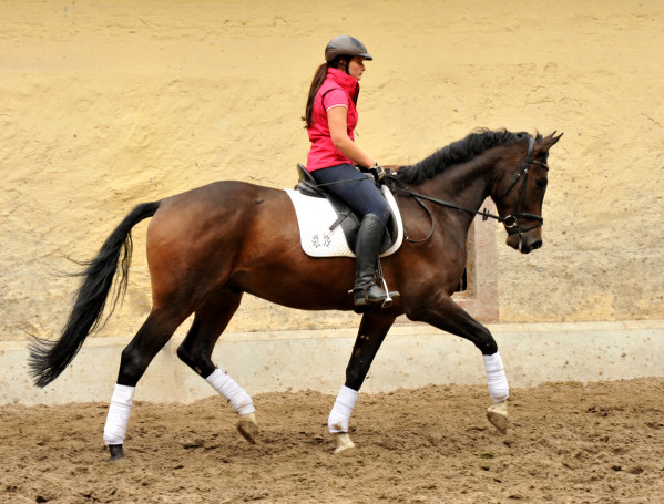 4jhriger Trakehner Wallach von Shavalou u.d. Kalidah Jamal v. Manhattan - Foto Beate Langels