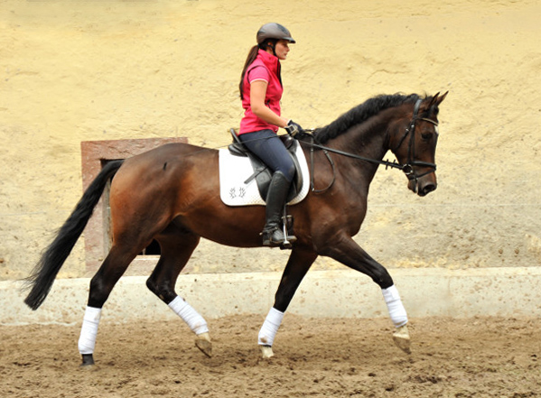 4jhriger Trakehner Wallach von Shavalou u.d. Kalidah Jamal v. Manhattan - Foto Beate Langels