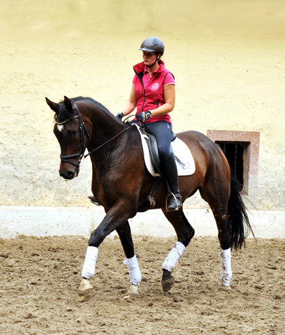 4jhriger Trakehner Wallach von Shavalou u.d. Kalidah Jamal v. Manhattan - Foto Beate Langels