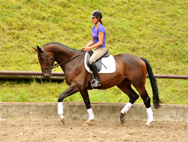 3jhriger Trakehner von Exclusiv u.d. Elitestute Vicenza v. Showmaster, Foto: Beate Langels, 
Trakehner Gestt Hmelschenburg - Beate Langels