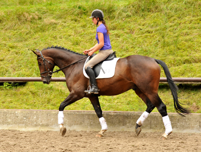 G3jhriger Trakehner von Exclusiv u.d. Elitestute Vicenza v. Showmaster, Foto: Beate Langels, 
Trakehner Gestt Hmelschenburg - Beate Langels