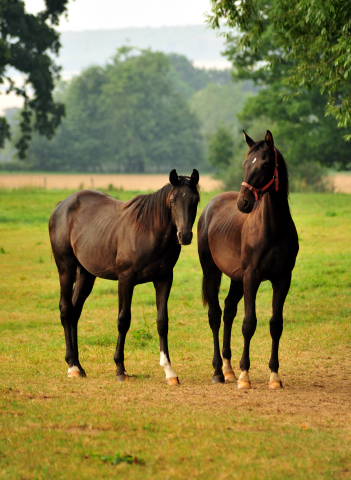 Jhrlingshengste v. Marseille und Saint Cyr  - Foto: Beate Langels -  
Trakehner Gestt Hmelschenburg