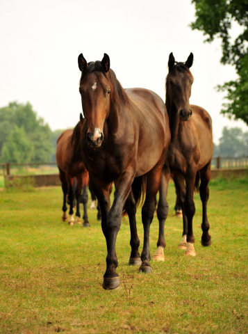 Zweijhriger Hengst von Saint Cyr x Red Patrick xx  - Foto: Beate Langels -  
Trakehner Gestt Hmelschenburg