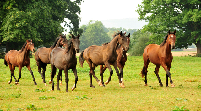 Ein- und zweijhrige Hengste - Foto: Beate Langels -  
Trakehner Gestt Hmelschenburg