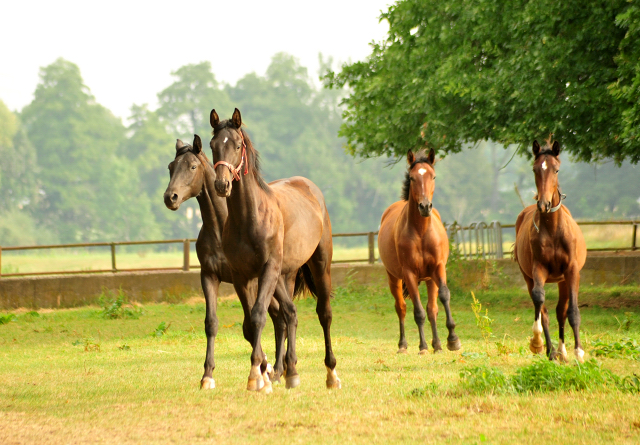 Ein- und zweijhrige Hengste  - Foto: Beate Langels -  
Trakehner Gestt Hmelschenburg