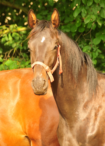 Jhrlingshengst von Saint Cyr x Easy Game - Foto: Beate Langels -  
Trakehner Gestt Hmelschenburg