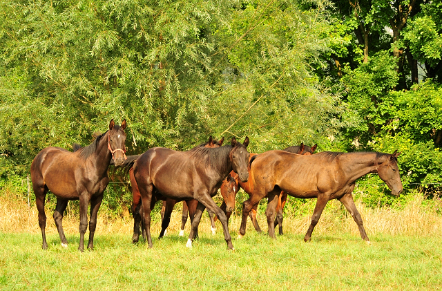   - Foto: Beate Langels - Ein- und zweijhrige Hengste 
Trakehner Gestt Hmelschenburg