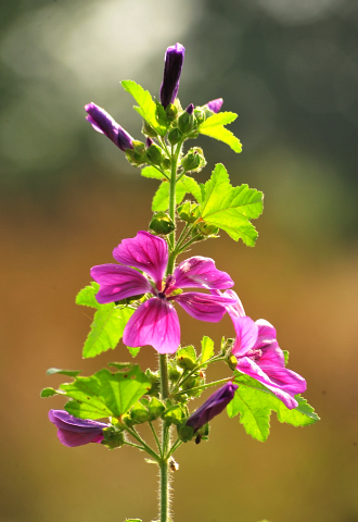  - Foto: Beate Langels -  
Trakehner Gestt Hmelschenburg