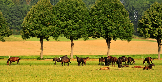Die Hmelschenburger Stuten und Fohlen auf der Feldweide - Foto: Beate Langels -  
Trakehner Gestt Hmelschenburg