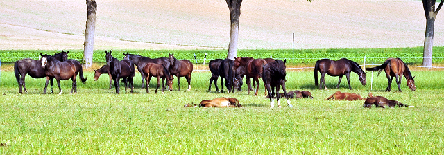 Die Hmelschenburger Stuten und Fohlen auf der Feldweide - Foto: Beate Langels -  
Trakehner Gestt Hmelschenburg