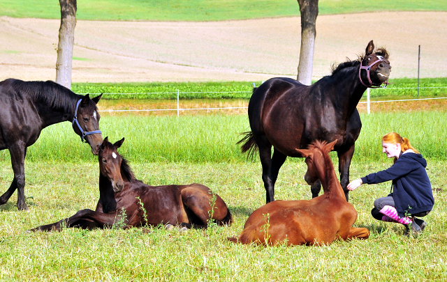 Die Hmelschenburger Stuten und Fohlen auf der Feldweide - Foto: Beate Langels -  
Trakehner Gestt Hmelschenburg