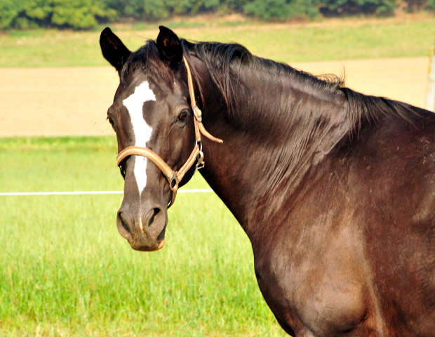 Elitestute Greta Garbo v. Alter Fritz - Foto: Beate Langels -  
Trakehner Gestt Hmelschenburg