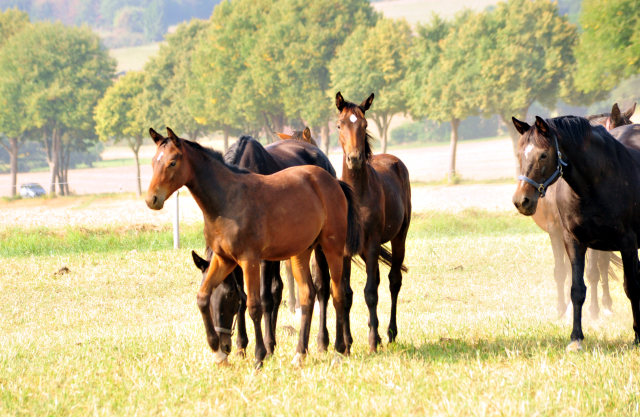  - Foto: Beate Langels -  
Trakehner Gestt Hmelschenburg