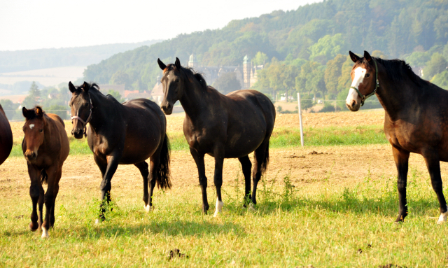  - Foto: Beate Langels -  
Trakehner Gestt Hmelschenburg