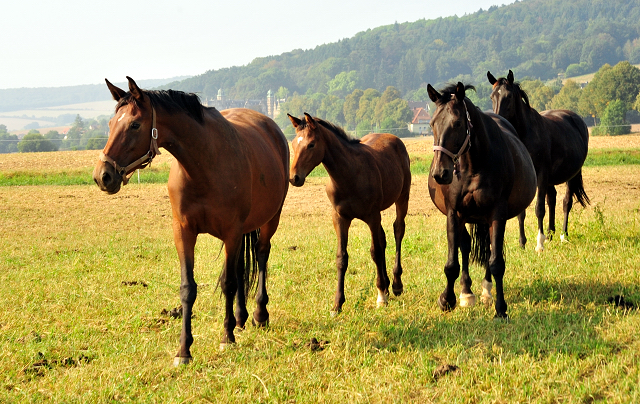  - Foto: Beate Langels -  
Trakehner Gestt Hmelschenburg