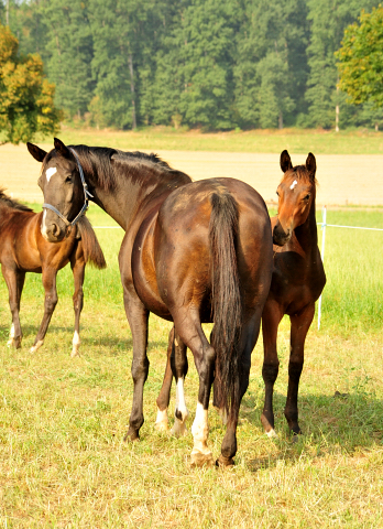  - Foto: Beate Langels - Thirica mit Hengstfohlen von Oliver Twist
Trakehner Gestt Hmelschenburg