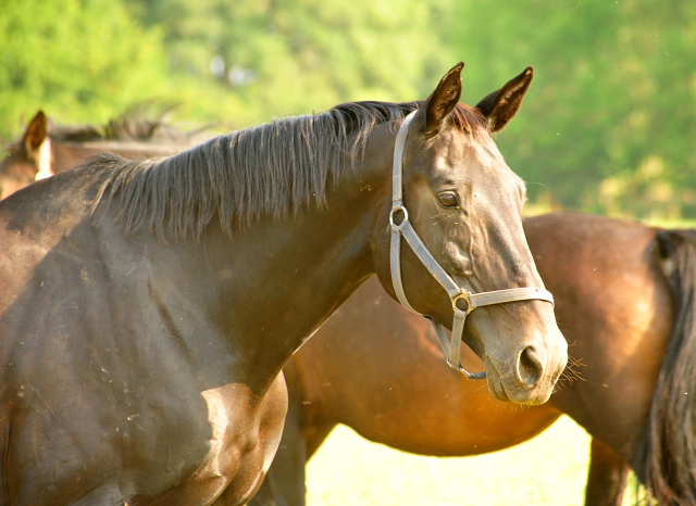 Elitestute Vicenza v. Showmaster - Foto: Beate Langels -  
Trakehner Gestt Hmelschenburg