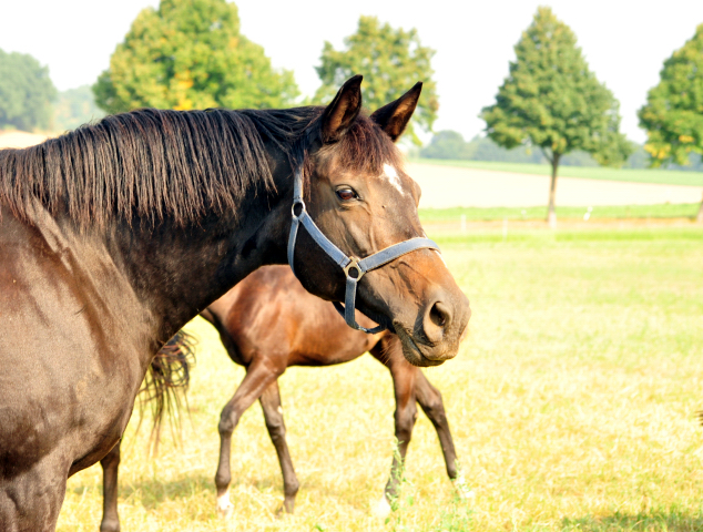 Elitestute Schwalbenspiel v. Exclusiv - Foto: Beate Langels -  
Trakehner Gestt Hmelschenburg