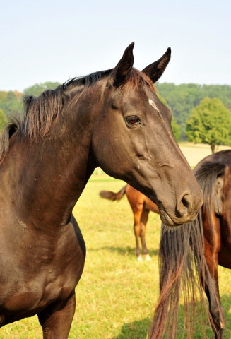  - Foto: Beate Langels - Prmienstute Vittoria v. Exclusiv<p> 
Trakehner Gestt Hmelschenburg