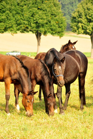  - Foto: Beate Langels -  
Trakehner Gestt Hmelschenburg