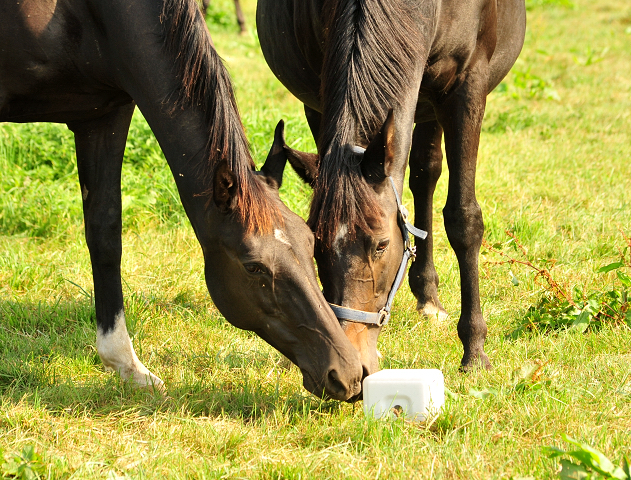  - Foto: Beate Langels - Vittoria und Schwalbenspiel
Trakehner Gestt Hmelschenburg