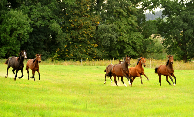 Jhrlingshengste im September 2018 - Trakehner Gestt Hmelschenburg - Foto: Beate Langels