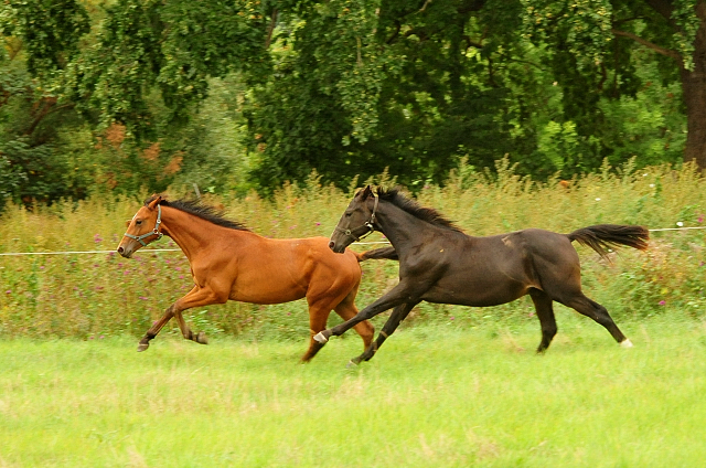Jhrlingshengste im September 2018 - Trakehner Gestt Hmelschenburg - Foto: Beate Langels