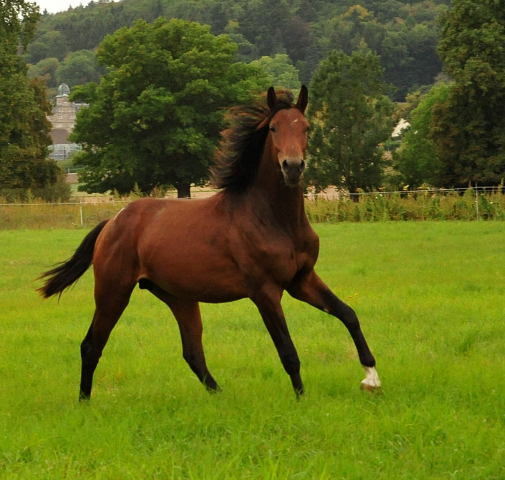 Jhrlingshengste im September 2018 - Trakehner Gestt Hmelschenburg - Foto: Beate Langels