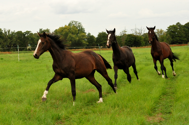 Jhrlingshengste im September 2018 - Trakehner Gestt Hmelschenburg - Foto: Beate Langels