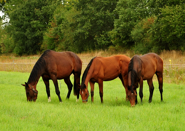 Jhrlingshengste im September 2018 - Trakehner Gestt Hmelschenburg - Foto: Beate Langels