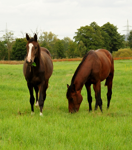 Jhrlingshengste im September 2018 - Trakehner Gestt Hmelschenburg - Foto: Beate Langels