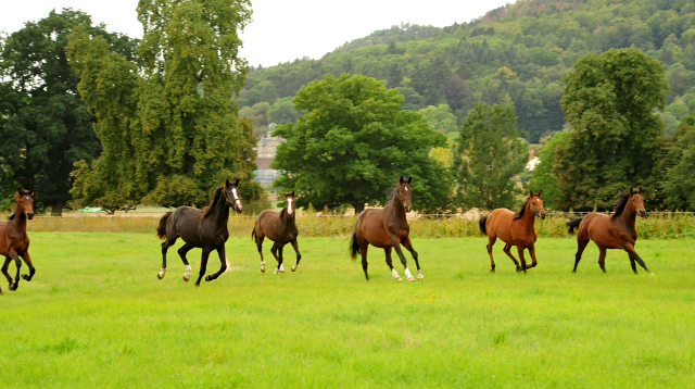 Jhrlingshengste im September 2018 - Trakehner Gestt Hmelschenburg - Foto: Beate Langels