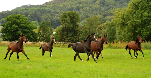 Jhrlingshengste im September 2018 - Trakehner Gestt Hmelschenburg - Foto: Beate Langels