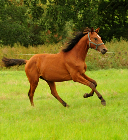 Jhrlingshengste im September 2018 - Trakehner Gestt Hmelschenburg - Foto: Beate Langels