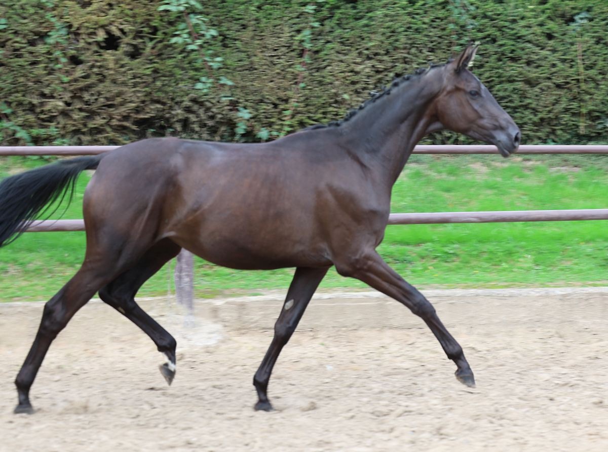 Trakehner Stute Schwalbe's Party von Preu�en Party u.d. P.u.St.PrSt. Schwalbenlicht v. Imperio - Foto: Beate Langels - 
Trakehner Gest�t H�melschenburg