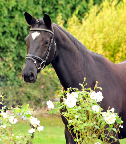 10. Oktober 2016 - Trakehner Gestt  Hmelschenburg - Beate Langels