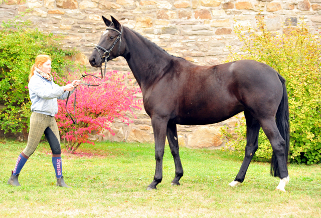 10. Oktober 2016 - Trakehner Gestt  Hmelschenburg - Beate Langels