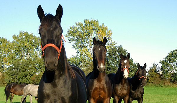 Einjhrige Hengste und 2jhrige Wallache im goldenen Oktober 2010, Gestt Hmelschenburg, Foto: Beate Langels