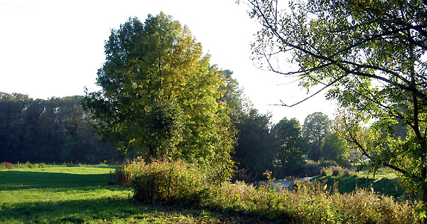 Goldener Oktober 2010 in den Emmerauen, Gestt Hmelschenburg, Foto: Beate Langels
