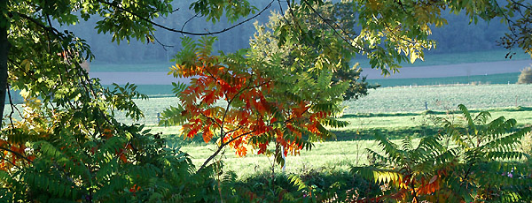 Goldener Oktober 2010 in den Emmerauen, Gestt Hmelschenburg, Foto: Beate Langels