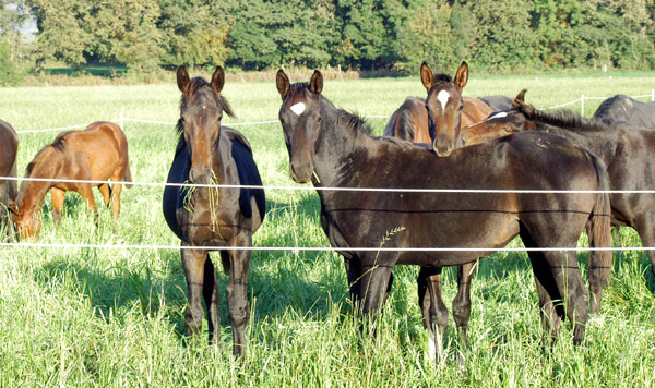 Neugierige Fohlen auf der Feldweide, Gestt Hmelschenburg, Foto: Beate Langels