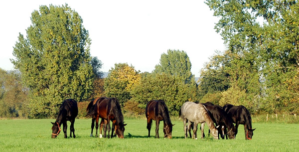 Einjhrige Hengste und 2jhrige Wallache im goldenen Oktober 2010, Gestt Hmelschenburg, Foto: Beate Langels