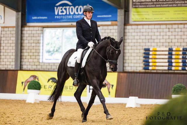 Highclere - Trakehner von Saint Cyr u.d. Hanna v. Summertime