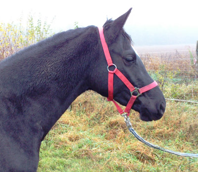 Trakehner Stute Schwalbensiegel von Kostolany u.d. Elitestute Schwalbenspiel von Exclusiv, Z�chter: Gest�t H�melschenburg