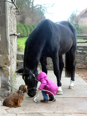 Greta gratuliert Kostolany zum 27. Geburtstag - Foto: Beate Langels - Trakehner Gestt Hmelschenburg