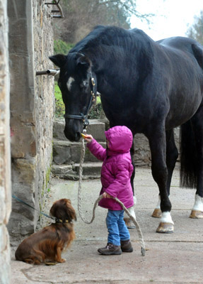 Greta gratuliert Kostolany zum 27. Geburtstag - Foto: Beate Langels - Trakehner Gestt Hmelschenburg