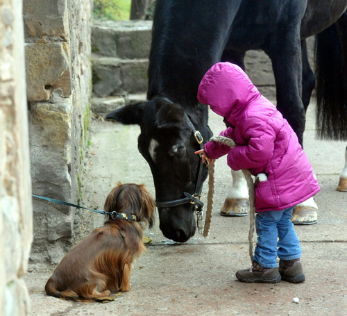 Greta und Kostolany - Foto: Beate Langels - Trakehner Gestt Hmelschenburg