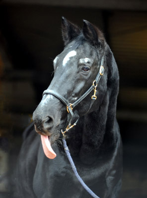 Kostolany's 27. Geburtstag - Foto: Beate Langels - Trakehner Gestt Hmelschenburg