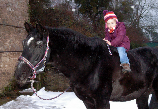 Kostolany's 28. Geburtstag - am 10. Dezember 2012, Foto: Beate Langels, Trakehner Gestt Hmelschenburg - Beate Langels